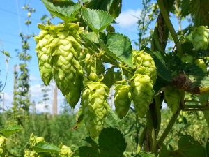 Hop plants